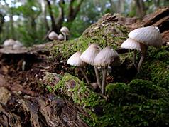 http://www.fujifilm.com/products/digital_cameras/s/finepix_hs30exr/sample_images/img/index/ff_fujifilm_hs30exr_003.JPG